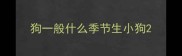 狗一般什么季节生小狗