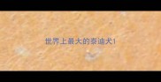世界上最大的泰迪犬