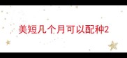 美短几个月可以配种