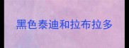 黑色泰迪和拉布拉多