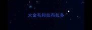 大金毛和拉布拉多