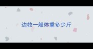 边牧一般体重多少斤