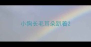 小狗长毛耳朵趴着
