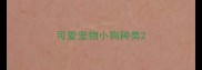 可爱宠物小狗种类