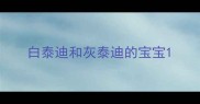 白泰迪和灰泰迪的宝宝