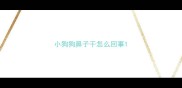 小狗狗鼻子干怎么回事