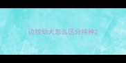 边牧幼犬怎么区分纯种