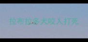 拉布拉多犬咬人打死