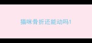 猫咪骨折还能动吗