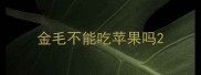 金毛不能吃苹果吗