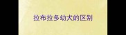 拉布拉多幼犬的区别