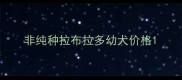 非纯种拉布拉多幼犬价格