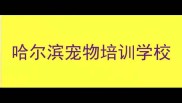 哈尔滨宠物培训学校