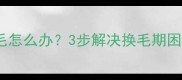 拉布拉多幼犬退毛怎么办3步解决换毛期困扰附护理全攻略