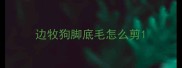 边牧狗脚底毛怎么剪