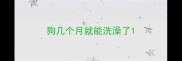 狗几个月就能洗澡了