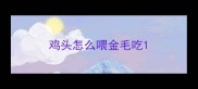 鸡头怎么喂金毛吃