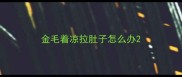 金毛着凉拉肚子怎么办
