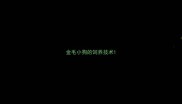 金毛小狗的饲养技术