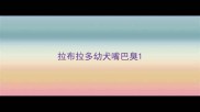 拉布拉多幼犬嘴巴臭