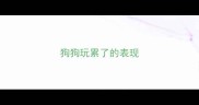 狗狗玩累了的表现