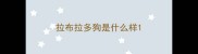 拉布拉多狗是什么样