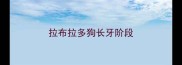 拉布拉多狗长牙阶段