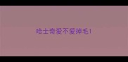 哈士奇爱不爱掉毛