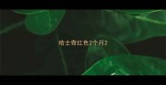 哈士奇红色2个月