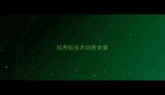 拉布拉多犬幼崽食量
