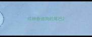 纯种泰迪狗的尾巴