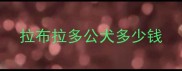 拉布拉多公犬多少钱