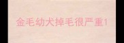金毛幼犬掉毛很严重