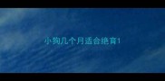 小狗几个月适合绝育