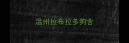 温州拉布拉多狗舍