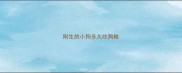 刚生的小狗多久吃狗粮