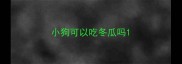小狗可以吃冬瓜吗