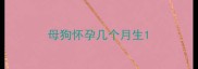 母狗怀孕几个月生