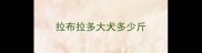 拉布拉多大犬多少斤