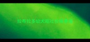 拉布拉多幼犬呕吐拉稀暴瘦