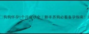 狗狗怀孕1个月症状全新手养狗必看备孕指南