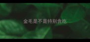 金毛是不是特别贪吃