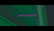 边牧牧羊犬的价格