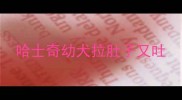 哈士奇幼犬拉肚子又吐
