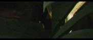 狗狗应该打些什么疫苗