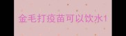 金毛打疫苗可以饮水