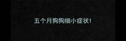 五个月狗狗细小症状