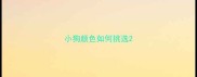 小狗颜色如何挑选