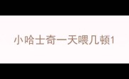 小哈士奇一天喂几顿
