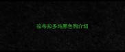拉布拉多纯黑色狗介绍